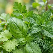 Mixed Herb Seeds Pack for Indoor and Outdoor Garden