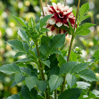 Mixed White and Red Dahlia Flower Seeds - Dahlia Flower Seeds for Garden