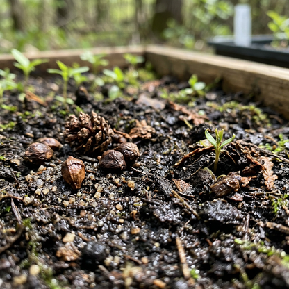 Northern Bald Cypress Tree Seeds for Outdoor Planting