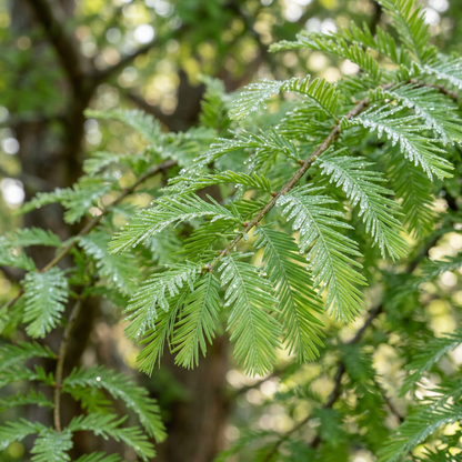Northern Bald Cypress Tree Seeds for Outdoor Planting