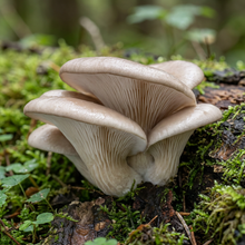 Oyster Mushroom Grow Kit for Indoor Growing