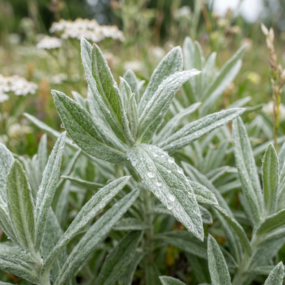 Pearly Everlasting Anaphalis Wildflower Seeds