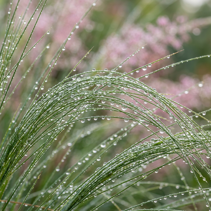 Pink Muhly Ornamental Grass Seeds for Landscape Gardens