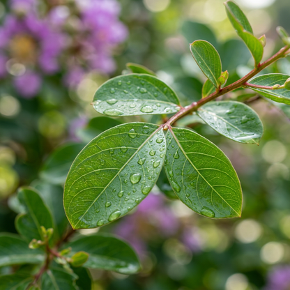 Crape Myrtle Purple Tree Seeds