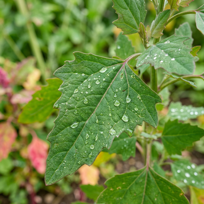 Rainbow Chenopodium Quinoa Plant Seeds