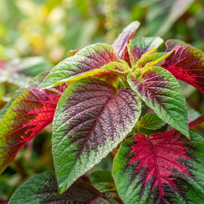 Red Green Amaranth Seeds for Outdoor Garden Planting