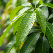 Red Mango Seeds (Mangifera indica) – Tropical Red Mango Fruit Seeds