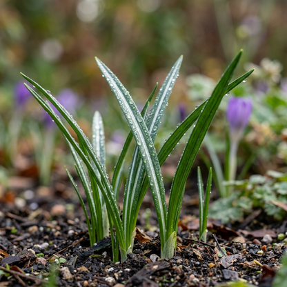 Saffron Crocus Corms for Decorative Garden Planting