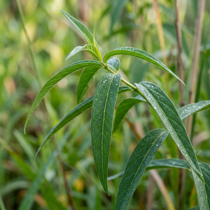 Swamp Milkweed Wildflower Seeds for Garden Borders