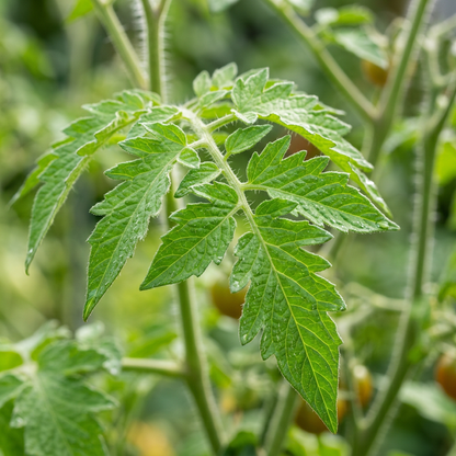 Sweet Million Tomato Seeds – Cherry Tomato Seeds for Home Garden