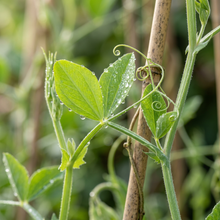 Sweet Pea Flower Seeds for Garden Planting