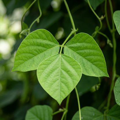 Sword Bean Seeds for Home Gardening