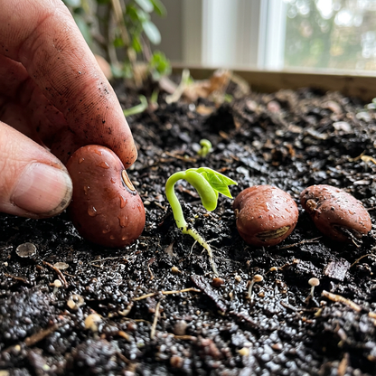 Sword Bean Seeds for Home Gardening