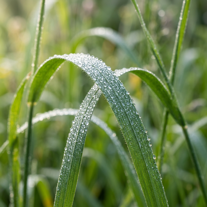 Timothy Climax Grass Seeds for Landscape Coverage