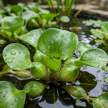Water Hyacinth Seeds for Pond and Water Garden Planting