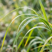 Weeping Love Grass Seeds for Garden Landscaping