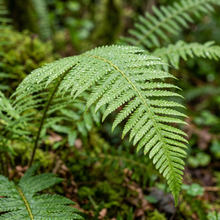 Western Sword Fern Spores for Planting