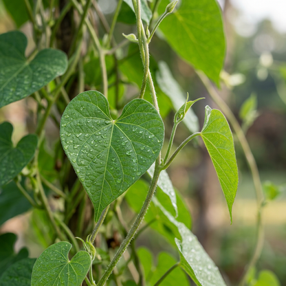 White Moonflower Vine Seeds for Trellis Gardens