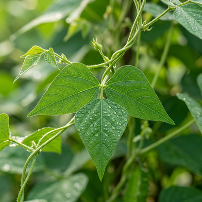 Winged Bean Seeds for Garden and Container Planting