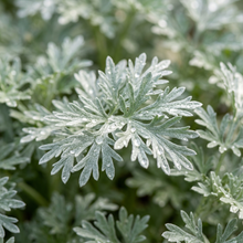Wormwood Seeds (Artemisia absinthium) – Common Wormwood Herb Seeds