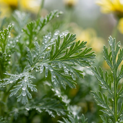 Yellow Marguerite Daisy Seeds (Argyranthemum frutescens) – Perennial Daisy Flower Seeds
