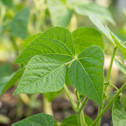 Yellow Wax Bean Seeds for Home Gardening