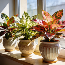Mixed Aglaonema Plant Seeds for Indoor Decorative Gardens