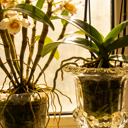 Dendrobium Orchid Seeds for Decorative Indoor Garden Planting