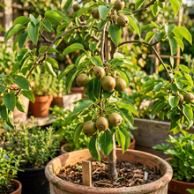 Asian Korean Pear Seeds for Container Garden