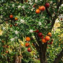 Blood Orange Tree Seeds for Indoor & Outdoor Planting