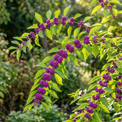 Beautyberry Callicarpa Americana Seeds