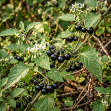 Black Nightshade Seeds for Garden & Container Planting