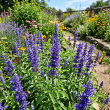 Blue Sage Flower Seeds for Outdoor Pollinator Gardens