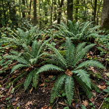 Christmas Fern Roots (Polystichum acrostichoides) – Native Fern Rhizomes