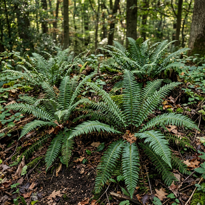 Christmas Fern Roots (Polystichum acrostichoides) – Native Fern Rhizomes