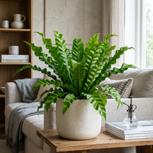 Crispy Wave Birds Nest Fern for Indoor Plant Decor