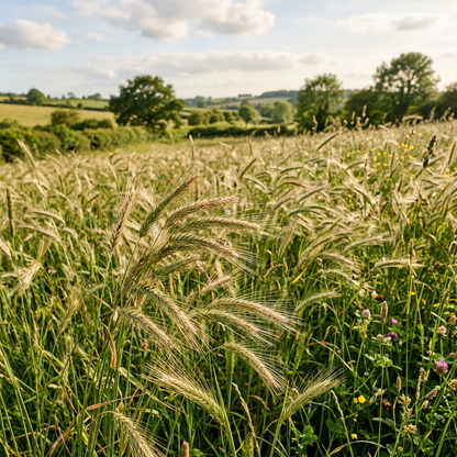 Goat Grass Seeds for Outdoor Landscape & Ground Coverage