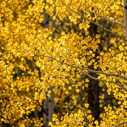 Golden Quaking Aspen Tree Seeds