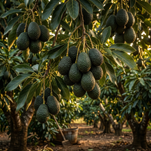 Hass Avocado Tree Seeds for Home Garden & Container Growing