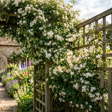 Jasmine Flower Seeds for Home Garden Planting