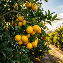 Meyer Lemon Tree Seeds for Citrus Garden Growing