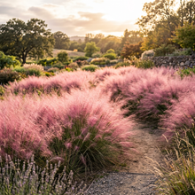 Pink Muhly Ornamental Grass Seeds for Landscape Gardens