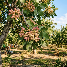 Pistachio Tree Seeds for Outdoor Garden Planting
