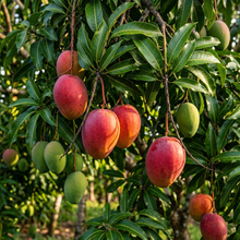 Red Mango Seeds (Mangifera indica) – Tropical Red Mango Fruit Seeds
