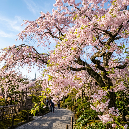 Japanese Flowering Cherry Sakura Tree Seeds
