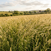 Timothy Climax Grass Seeds for Landscape Coverage