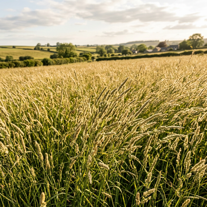 Timothy Climax Grass Seeds for Landscape Coverage