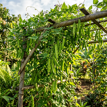 Winged Bean Seeds for Garden and Container Planting
