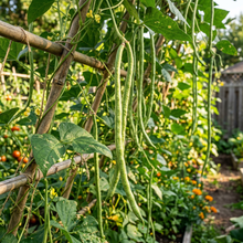 Yard Long Bean Seeds for Home Garden Planting