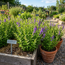 Baical Skullcap Scutellaria Herb Seeds